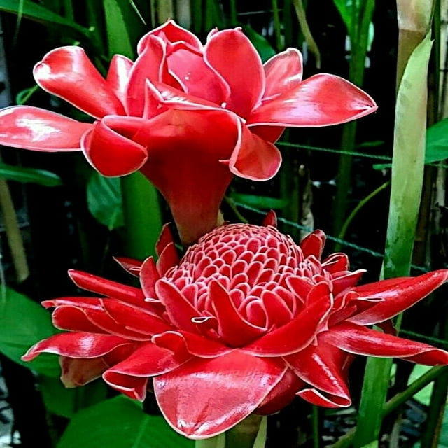 10 RED TORCH Ginger Seeds (Etlingera elatior) Flower Tropical Garden