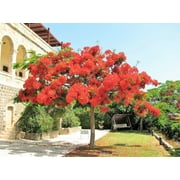 Shomzy 4 Store 10 Royal Poinciana Tree Plant Seeds, Red Flame Flamboyant Flower Seeds