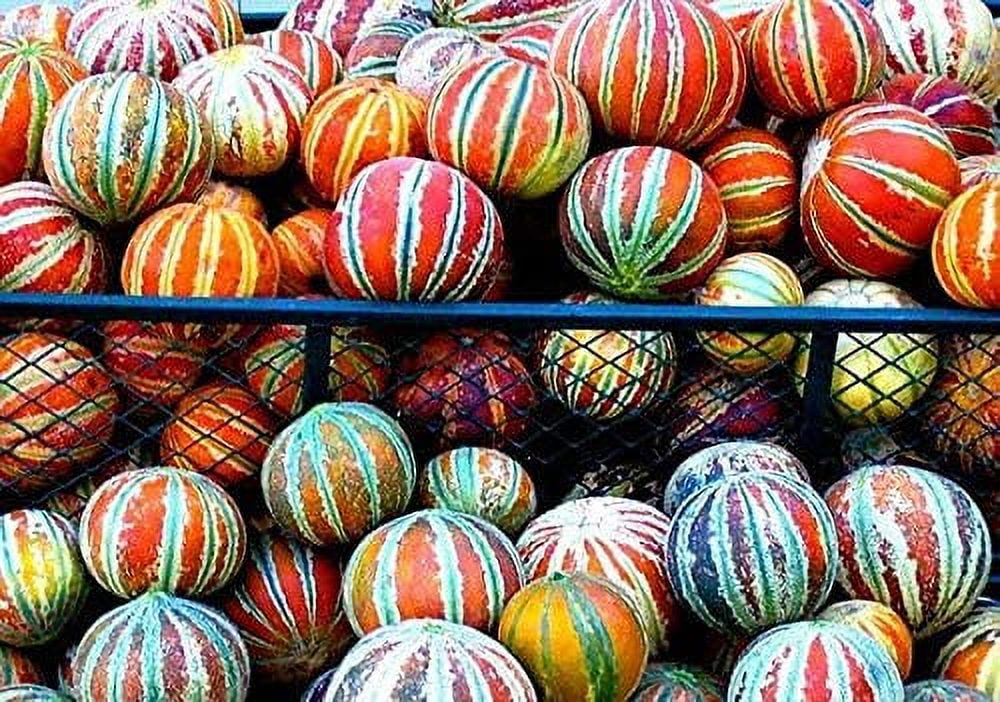 10 Rare Kajari Melon Seeds Bright Striped Melon, Compact Vines 6070 Days Till Ripe Grows