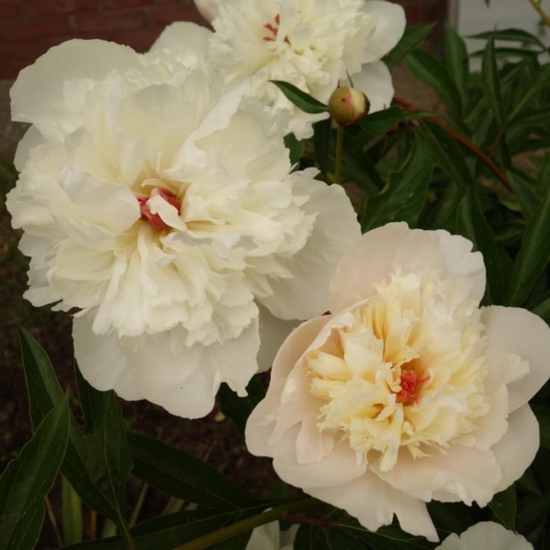 10 Rare Madame Clot Peony Seeds - Heirloom Peony Seeds for Garden Blooms
