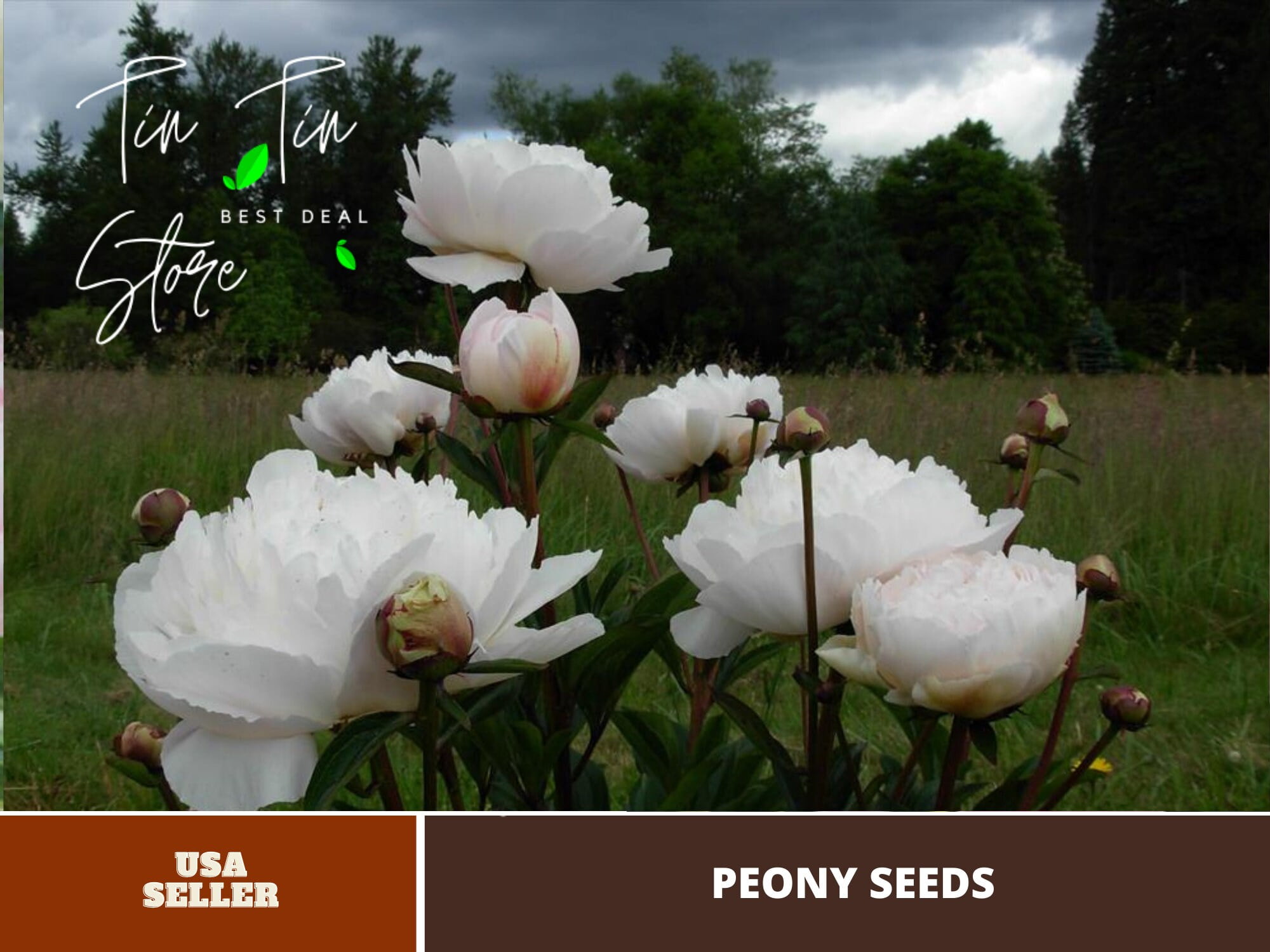 Peony seeds, I took this photo in Sweden., Bjorn E