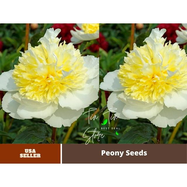 10 Rare Seeds Peony Secret Gold Seeds B007 Buy 3 Get 1 Free 8439