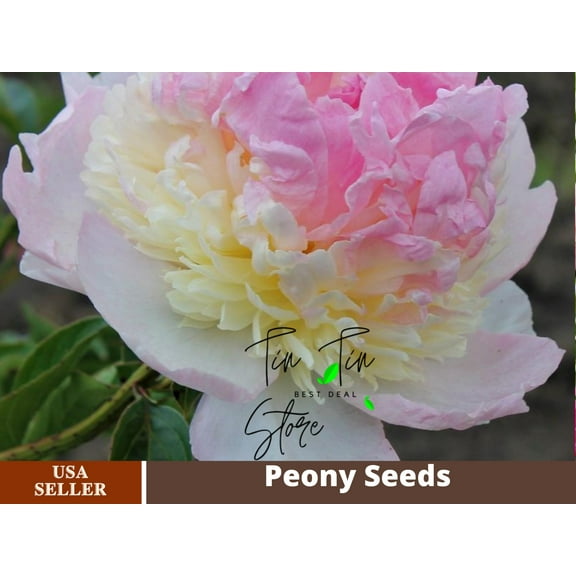 10+ Rare Seeds| Raspberry Sundae Peony Seeds #B029 [BUY 3 GET 1 FREE]