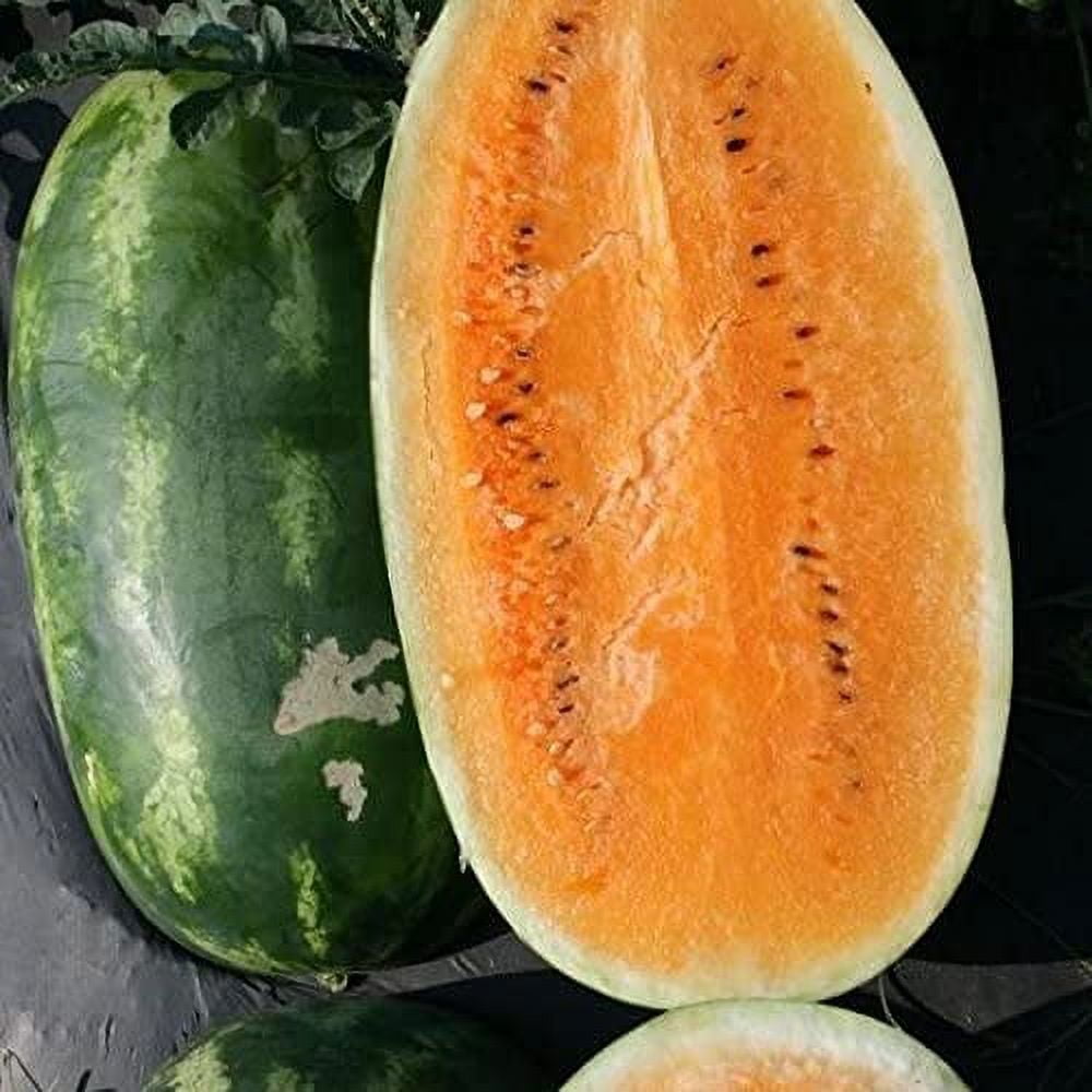 10 Rare Tendersweet Orange Watermelon Seeds for Planting Delicious