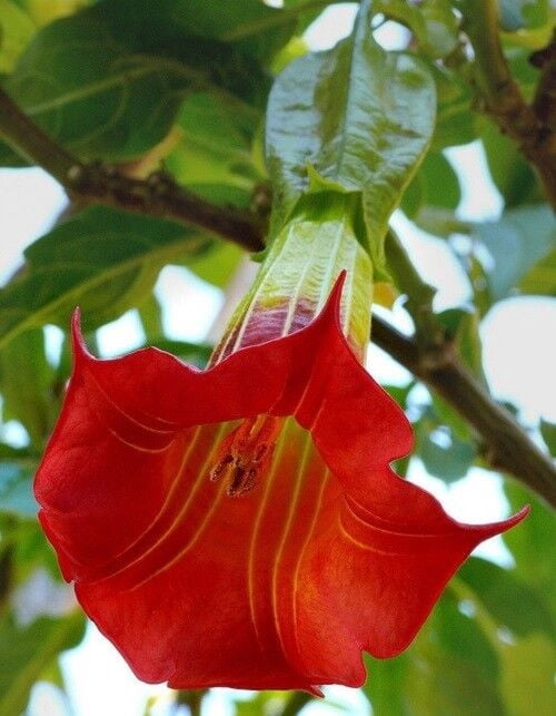 "Green River Seeds Red Angel Trumpet Flower Seeds (10 Pack ...