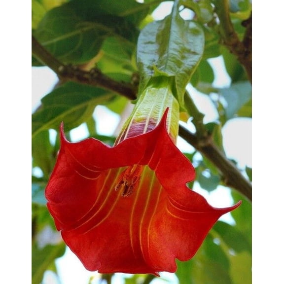 "Green River Seeds Red Angel Trumpet Flower Seeds (10 Pack) Brugmansia Seeds for Planting Outdoors, Fragrant Tropical Garden Flowers for Pots, Patios, Balcony & Cottage Gardens "