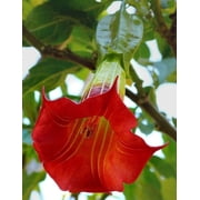 Green River Seeds Red Angel Trumpet Flower Seeds 10 Pack   Brugmansia Seeds for Planting Outdoors, Fragrant Tropical Garden Flowers for Pots, Patios, Balcony & Cottage Gardens