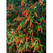 10 Red CIGAR PLANT Mexican Firecracker Cuphea Ignea Hummingbird Flower Seeds