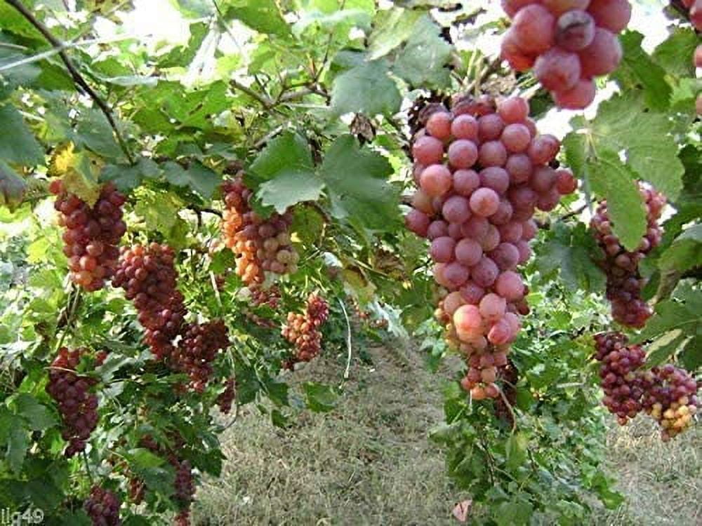 10 Red Concord Grape Seeds - Grow Grape Vines for Wine Making, Fruit  Dessert - Made in USA, Ships from Iowa.