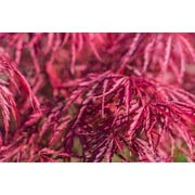 10 Red Dwarf Japanese LACELEAF MAPLE Tree Lace Blood Acer Palmatum Atropurpureum Dissectum Shrub Seeds