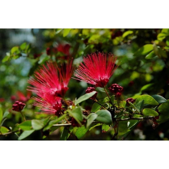 10 Red Mimosa Tree Seeds Ornamental Flowering Tree Seeds Ferny Foliage & Summer Blooms