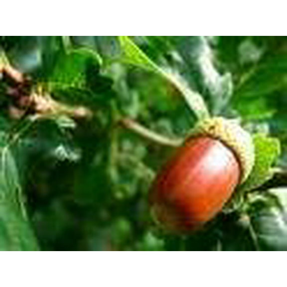 10 Red Oak Tree Seeds!