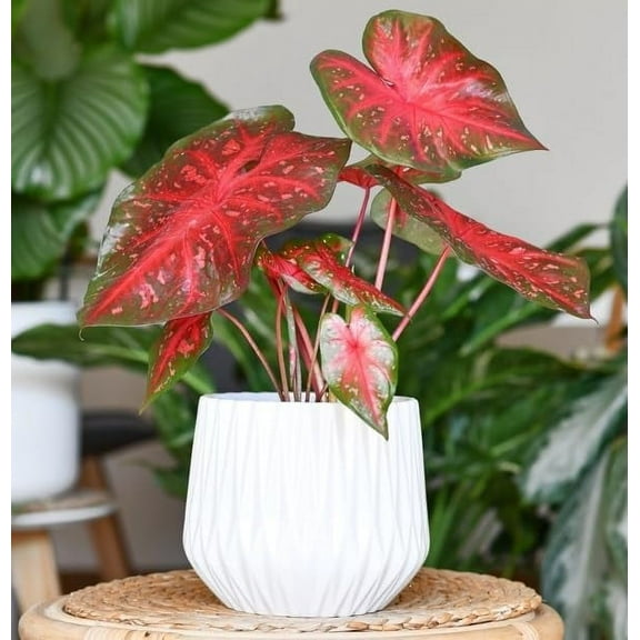 CZ Grain Red Ruffles Caladium Plant Bulbs (10 Count), Stunning Color
