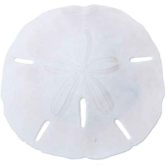 10 Round Sand Dollars Natural Medium Bulk Florida Shells 3-3.5" (Set of 10)