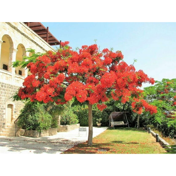 10 Royal Poinciana Tree Delonix Regia aka Red Flame Flamboyant Tree Flower Seeds