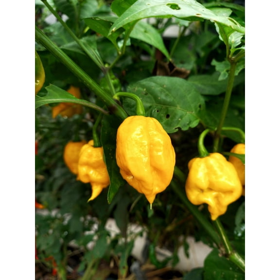 10 * SEEDS Yellow CAROLINA REAPER PEPPER World's Hottest Capsicum Chili