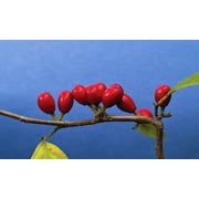 10 SPICEBUSH Wild Allspice Lindera Benzoin Northern Spice Bush Red Berry Yellow Flower Seeds