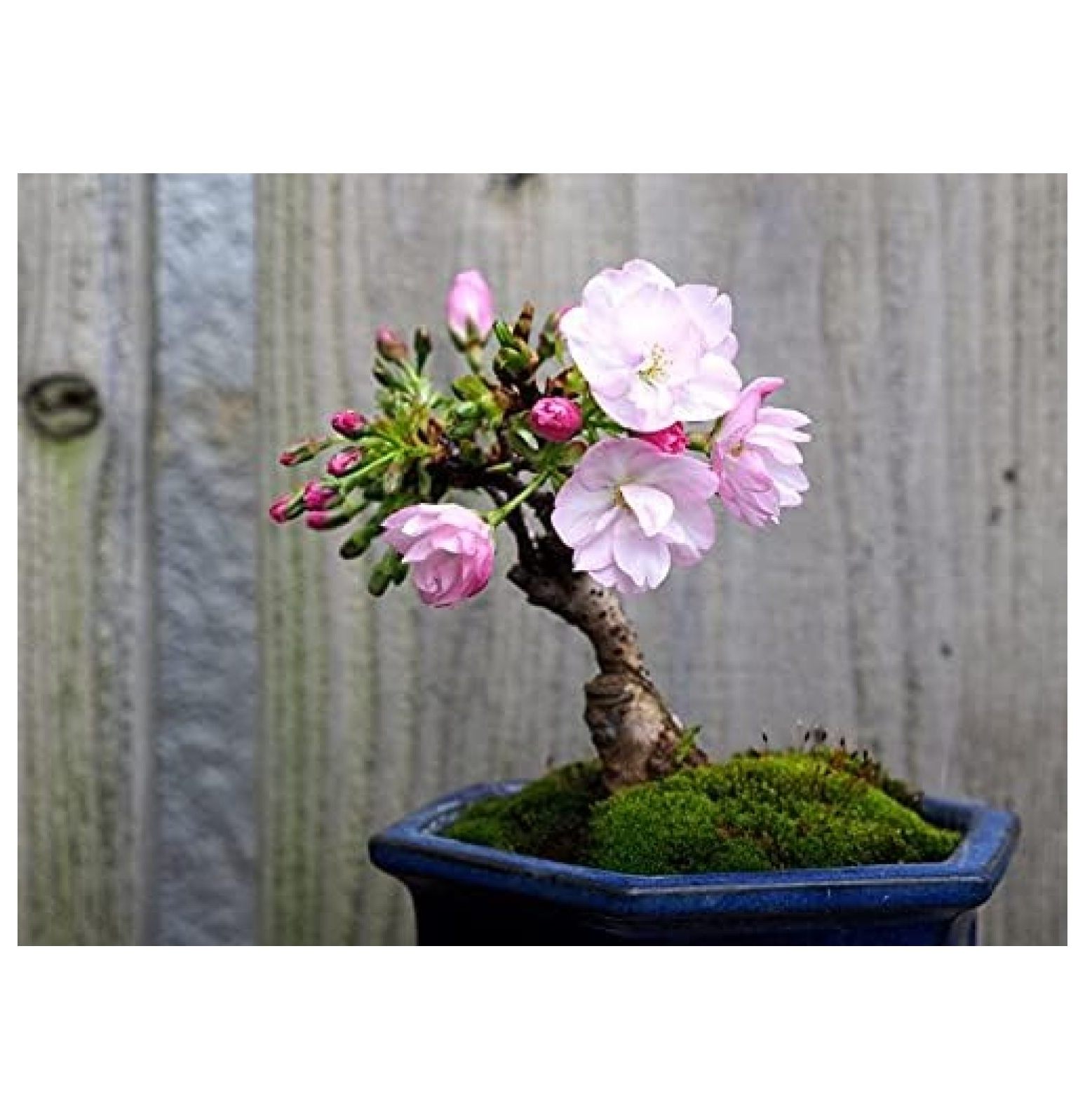 10 Sakura Bonsai Tree Seeds