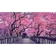 10 Sakura Tree Seeds - Grow Outdoors or Bonsai