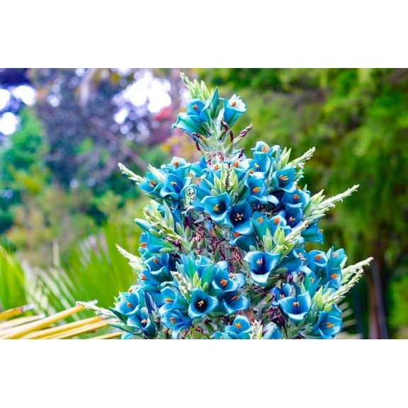 10 Sapphire Tower Seeds to Plant Rare Flowering Cactus