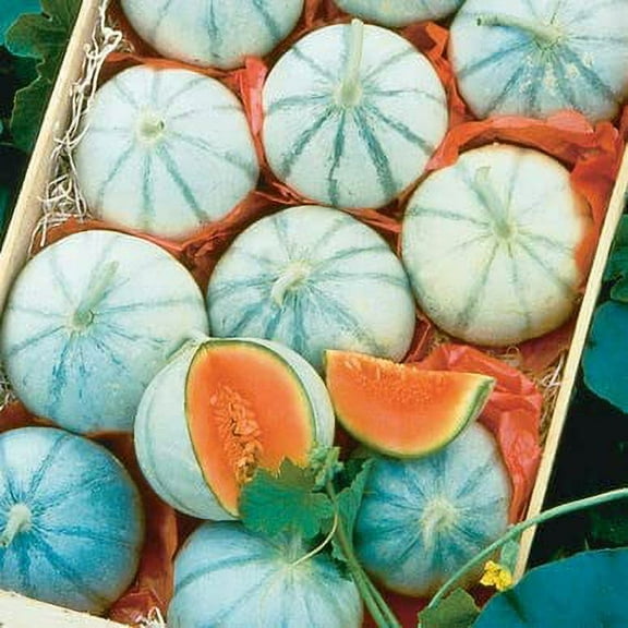 10 Savor Melon Seeds | Exotic Garden Fruit Seeds to Plant | Sweet Exotic Melons, Grow and Eat