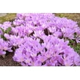 thumbnail image 1 of 10 *Seeds AUTUMN CROCUS Colchicum Autumnale Meadow Saffron Flower Seeds, 1 of 11
