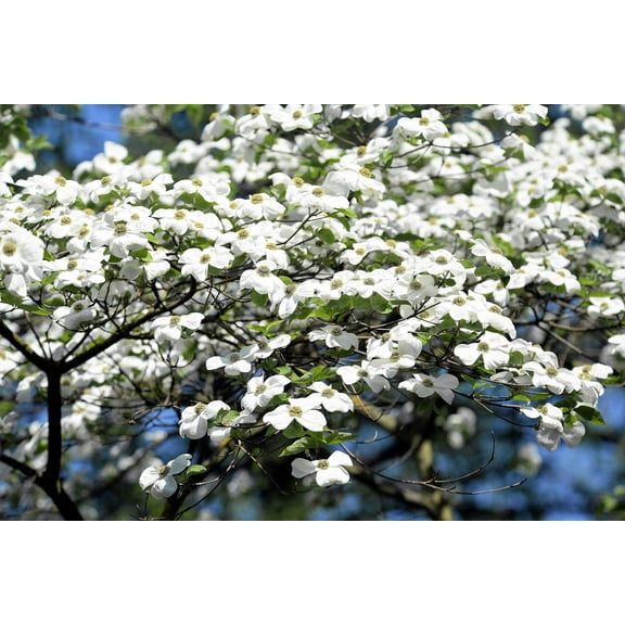 10 Seeds American WHITE FLOWERING DOGWOOD Small Tree Cornus Florida Seeds
