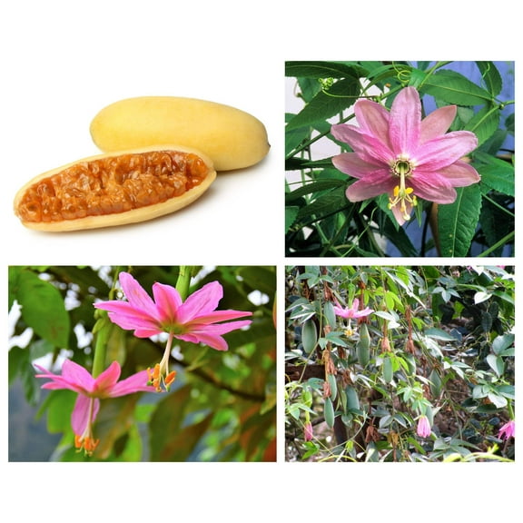10 *Seeds BANANA PASSION FRUIT Pink Passion Flower Passiflora Mollissima Yellow Skin Orange Pulp Fruit Vine Seeds