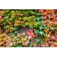 thumbnail image 1 of 10 Seeds BOSTON IVY Wall Ivy Parthenocissus Tricuspidata Veitchii Flower Vine, 1 of 11