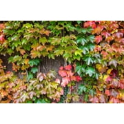 10 Seeds BOSTON IVY Wall Ivy Parthenocissus Tricuspidata Veitchii Flower Vine