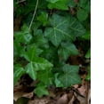 thumbnail image 1 of 10 Seeds BOSTON IVY Wall Ivy Parthenocissus Tricuspidata Veitchii Flower Vine, 1 of 5