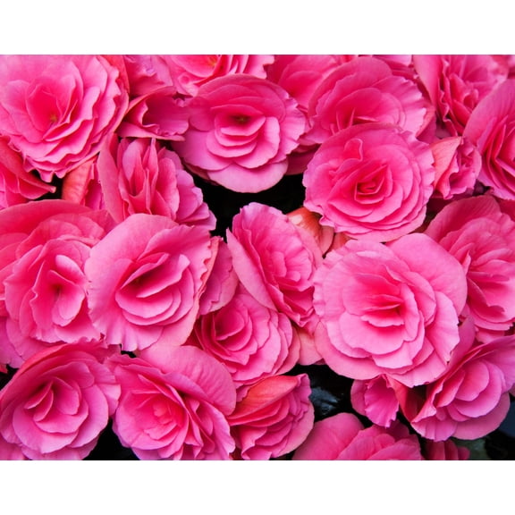 10 Seeds BRIGHT PINK DOUBLE BEGONIA Tuberosa Tuberous Begonia Shade Flower Seeds