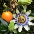 thumbnail image 1 of 10 * Seeds Blue Crown PASSION FLOWER / Passion FRUIT Passiflora Caerulea Fruit Flower Vine Seeds, 1 of 11