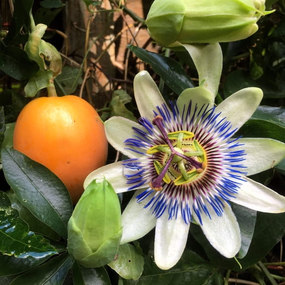 10 * Seeds Blue Crown PASSION FLOWER / Passion FRUIT Passiflora Caerulea Fruit Flower Vine Seeds