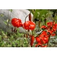 thumbnail image 1 of 10 Seeds CORAL LILY Siberian Turk's Cap Lilium Pumilum Coral Red Fragrant Flower Seeds, 1 of 10