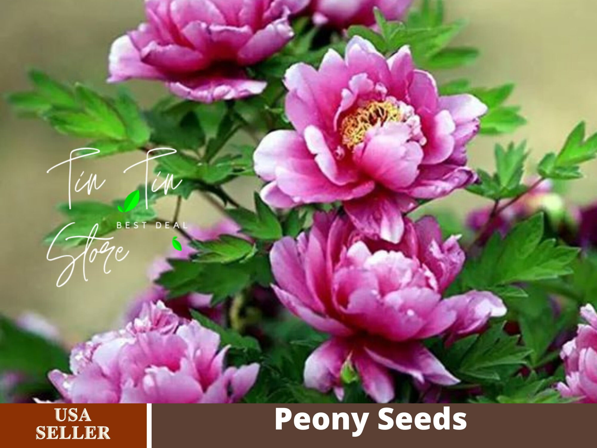 10+ Live Rare Bush Seeds | Chojuraku Tree Peony Flower Seeds for