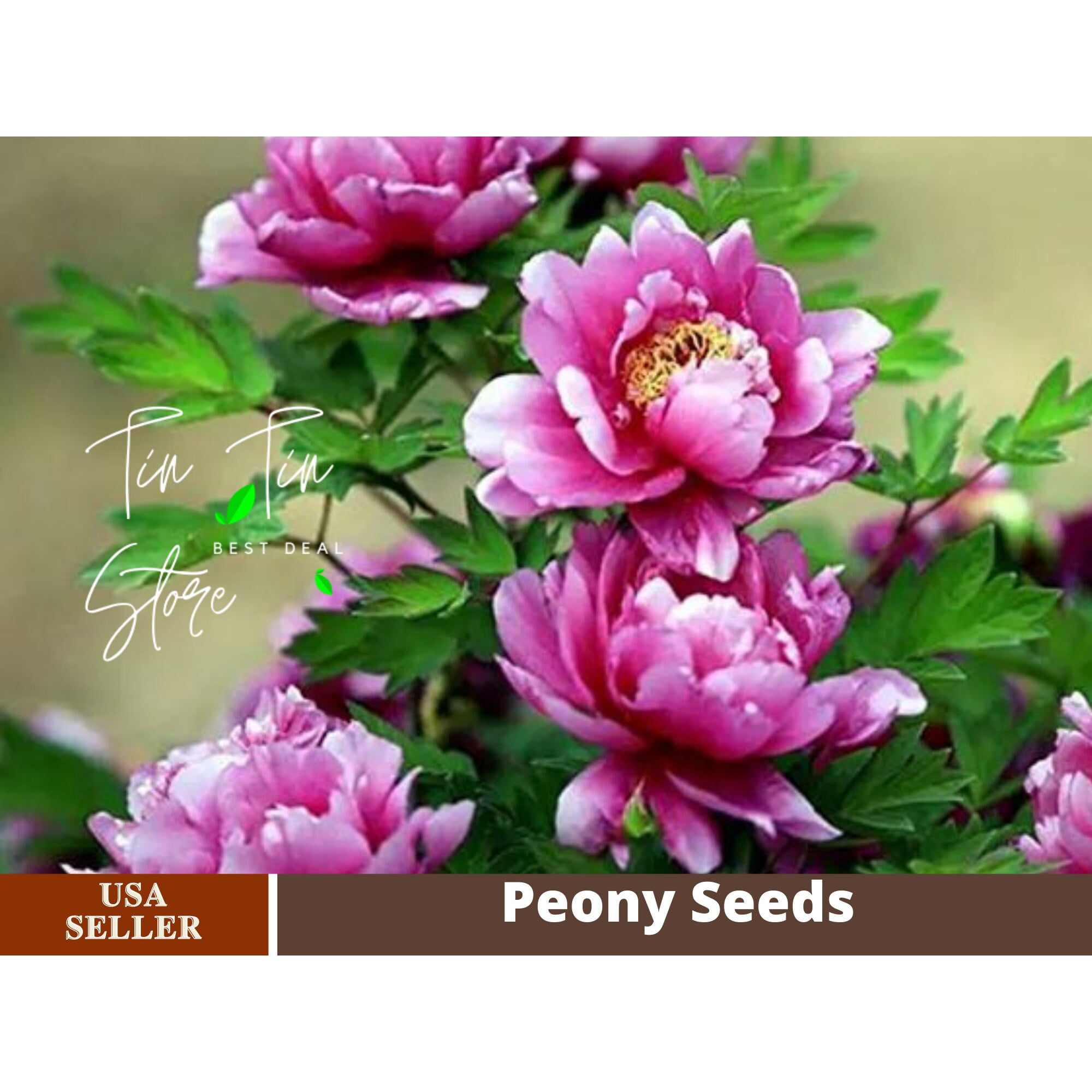 PEMDASGARDEN 10+ Seeds | Chojuraku Tree Peony Flower Seeds