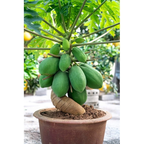 10 Seeds DWARF WAIMANALO PAPAYA Solo Hawaiian Carica Fruit Tree Houseplant