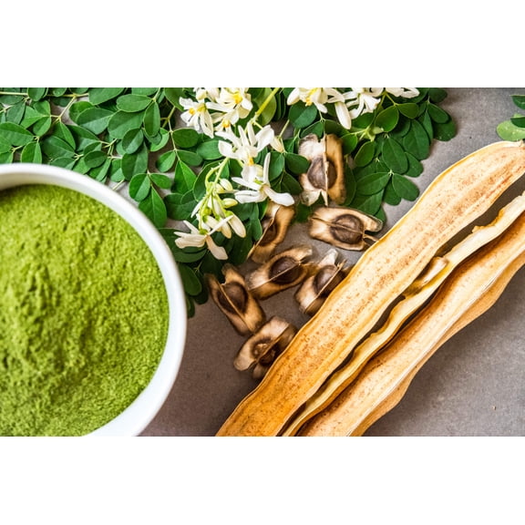 10 *Seeds Flowering DRUMSTICK TREE Moringa Oleifera Miracle Tree Seeds