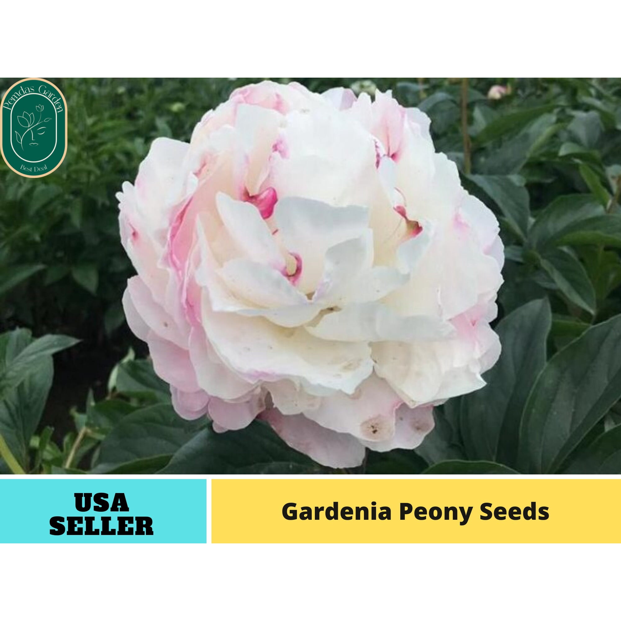 PEMDASGARDEN 10+ Seeds | Gardenia Peony Perennial Seeds