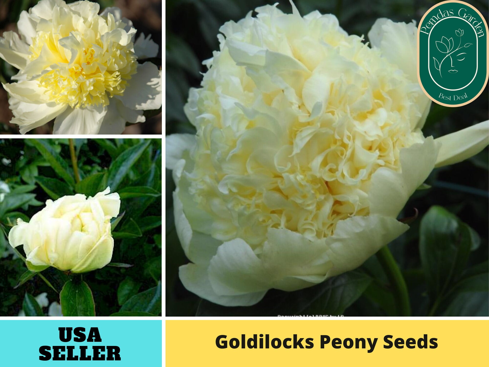 🌱10+Seeds, Doreen Peony Seeds - Authentic GMO Free ~Flower B3G1#B022 -  Plants, Seeds & Bulbs, Facebook Marketplace