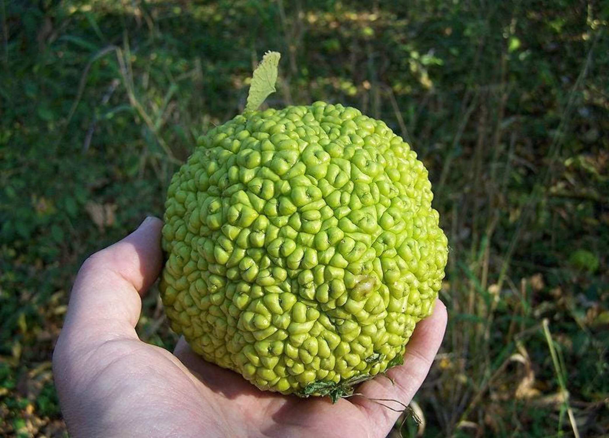 Maclura Pomifera Osage Orange Tree Seeds - Grow Your Own Hedge Apple Tree
