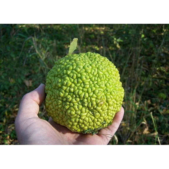 10 Seeds HEDGE APPLE Osage Orange Horse Apple Monkey Ball Maclura Pomifera Tree Seeds
