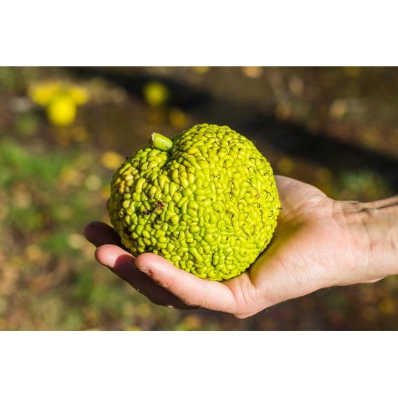 10 Seeds HEDGE APPLE Osage Orange Horse Apple Monkey Ball Maclura Pomifera Tree Seeds