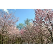 10 Seeds Japanese MOUNTAIN CHERRY Hill Cherry Prunus Serrulata Spontanea Pink & White Flowers Red Fruit Tree Seeds
