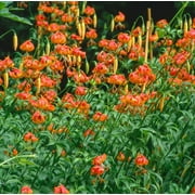 10 Seeds LEOPARD LILY California Tiger Lily Panther Lilium Pardalinum Yellow Orange Red Spotted Native Flower Seeds