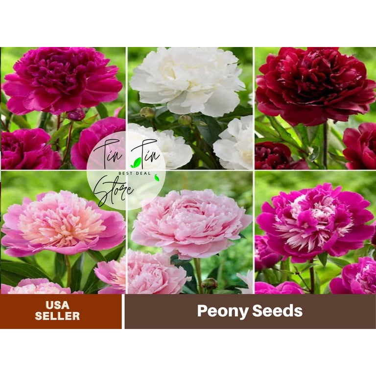 PEMDASGARDEN Lifetime Peony Collection, Perennial Flower Seeds, 10+ Seeds  for Planting - Walmart.com