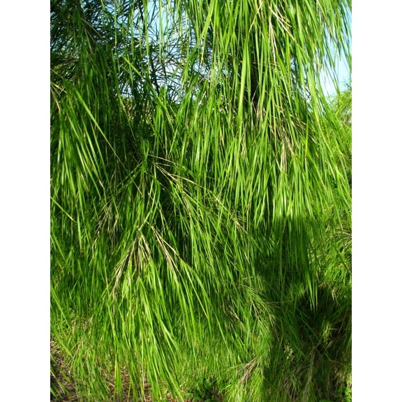 10 * Seeds MEXICAN WEEPING BAMBOO Otatea Acuminata Rare Seeds