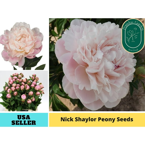 10+Seeds| Nick Shaylor Peony Perennial Seeds - Authentic Seeds - Perennial~GMO Free~~Flower seeds ~ Asian Garden~ Herbs B5G1#B024