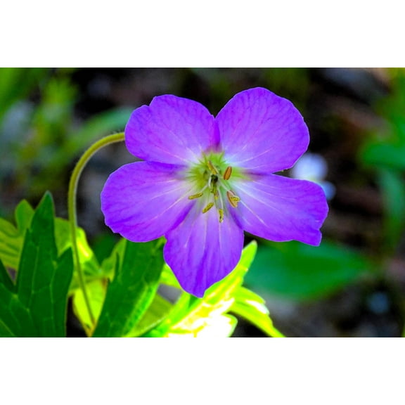 10 Seeds OREGON GERANIUM Oreganum Cranesbill Purple Native Flower Herb Seeds
